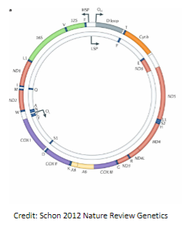 <p>The mitochondrial genome is a double-stranded circular molecule (16.6kb), about 15,000 times smaller than chromosome 1.</p><p>It consists of the heavy and light strands.</p><p>It is a multicopy genome, with 10,000 to 100,000 copies per cell.</p><p>It contains 37 genes: 13 oxidative phosphorylation (OXPHOS) protein subunits, 22 transfer RNAs, and 2 ribosomal RNAs.</p><p>It lacks introns.</p><p>The D-loop is a non-coding region where replication and transcription are initiated.</p><p>Mitochondrial DNA is maternally inherited and does not undergo recombination.</p>