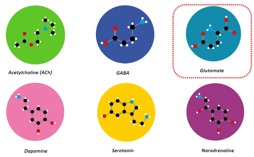 <p>Neurons can be classified by the neurotransmitter they use, which arises from the differential expression of proteins involved in neurotransmitter synthesis, storage, and release.</p><p><strong>GABA</strong></p><p><strong>Dopamine</strong></p><p><strong>Serotonin</strong></p><p><strong>Acetylcholine (ACh)</strong></p><p><strong>Noradrenaline</strong></p><p><strong>Glutamate</strong></p>