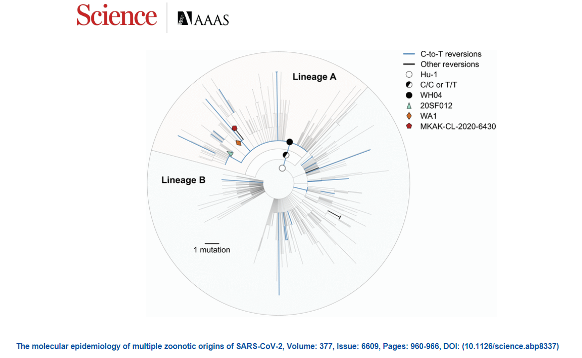 <p>What does phylogenetic analysis suggest about SARS-CoV-2? (2)</p>