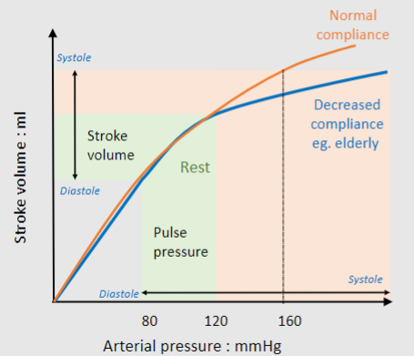 <p>Stroke volume now increases systolic and pulse pressure disproportionally</p>