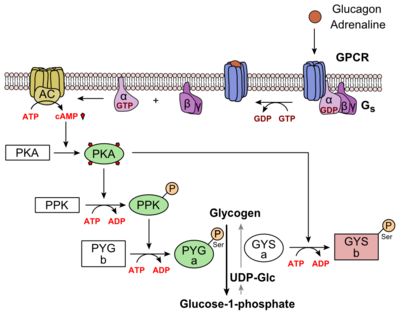 <p>-Acts at G protein coupled receptor</p><p>-Stimulates GS pathway, increases cAMP and PKA activity-Used in patients with acute heart failure who are taking β-blockers</p>