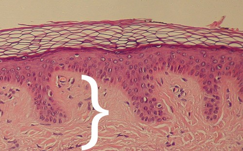 Dense, irregular connective tissue consisting of two regions - the papillary and the reticular areas.