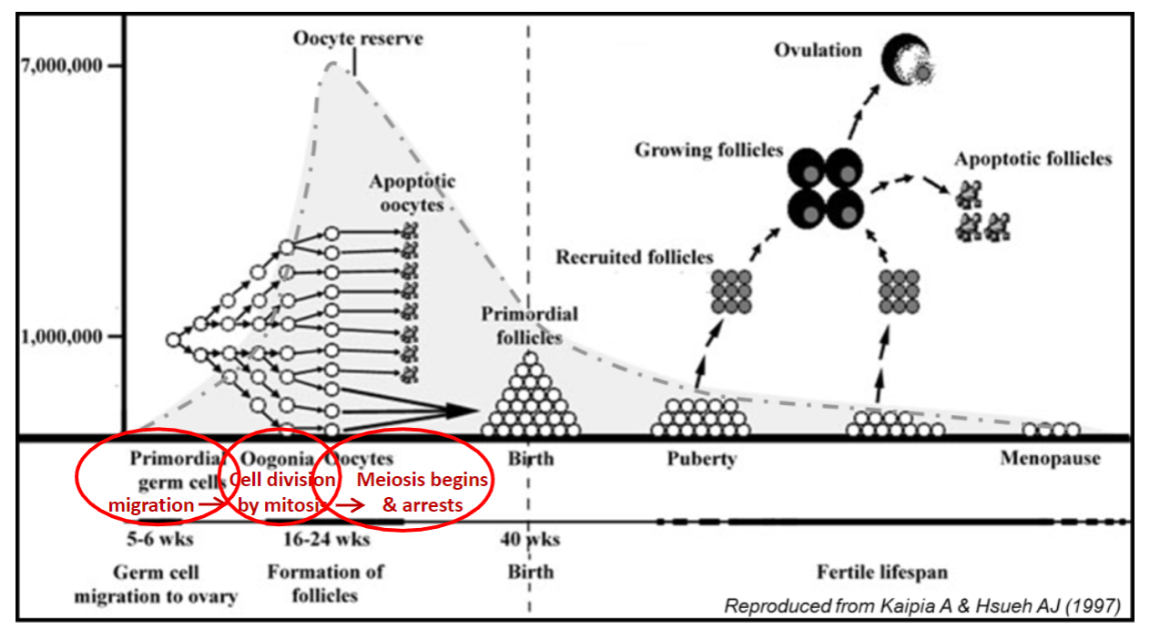 <p>After their formation in the yolk sac, PGCs migrate to the genital ridge, which will eventually form the gonads.</p><p>The genital ridge is located near the developing kidneys.</p><p>This migration is essential for the further differentiation of PGCs into mature gametes.</p>