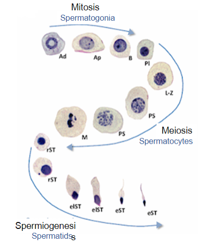 <p>A new cycle begins every 16 days.</p><p>The full process of spermatogenesis takes approximately 74 days.</p>