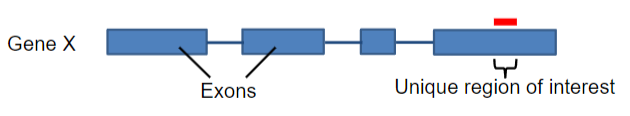 <p><strong>Definition</strong>: Probes are fragments of single-stranded DNA (ssDNA) or RNA.</p><p><strong>Length</strong>: They typically range from 20 to 1000 bases in length.</p><p><strong>Function</strong>: Probes are complementary to the gene of interest, allowing for specific detection and hybridization.</p>