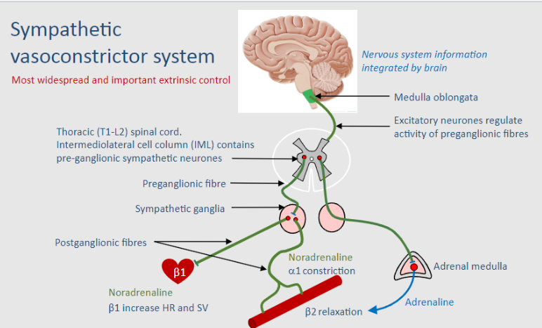 <p>Sympathetic vasoconstrictor system</p>