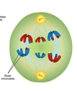 <p>Division cellulaire reproductrice (méiose 1): <strong>Anaphase I</strong></p>