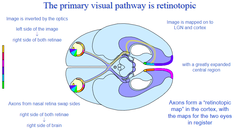 <p><strong>Mapped by location:</strong> The visual pathway maintains a spatial map of the retina, meaning that adjacent regions of the retina correspond to adjacent areas of the visual cortex.</p><p><strong>Image processing:</strong> This mapping allows the brain to process visual information based on its location on the retina, preserving spatial relationships.</p>