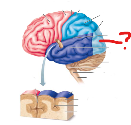 <p>what lobe is this?</p>