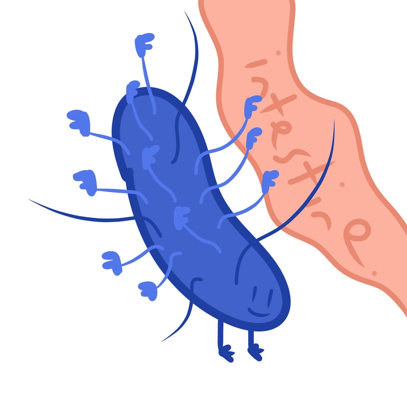 <p>Extensions of some prokaryotes that <span class="tt-bg-green">help them stick</span> to their substrate or other individuals in a colony </p>