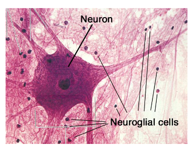 <p>Neurons and neuroglia (glial cells)</p>