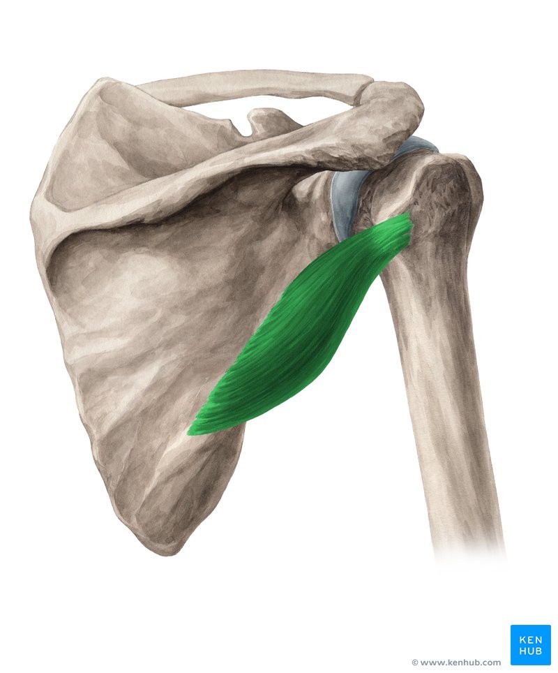 <p>APA</p><p>Axillary border of scapula</p><p>Proximal end of humerus</p><p>Adducts and laterally rotates humerus</p><p>Scapula</p>
