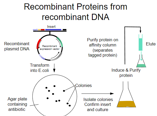 <p><strong>Transform</strong> the recombinant plasmid DNA into <em>E. coli</em>.</p>