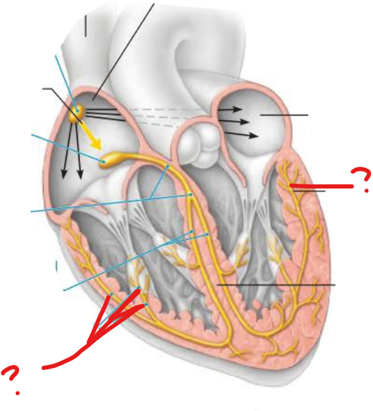 <p>what is this?</p><p>________ the contractile cells of both __________</p>