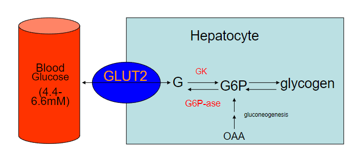 <p>-Glucose is transported into hepatocytes by GLUT-2 (not insulin-sensitive) and immediatelyphosphorylated by glucokinase</p><p>-Glucose-6-phosphate from glycogen breakdown (or gluconeogenesis) is converted to glucose by the action of glucose-6 phosphatase and transported out of the cell and into the blood by Glut-2</p>