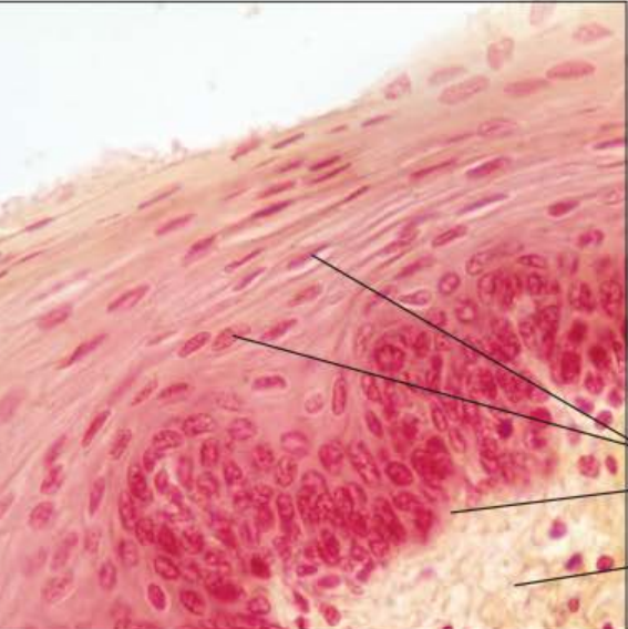 <p>Identify this tissue</p><p></p><p>Name a function</p><p></p><p>Name a specific place where it is found</p>