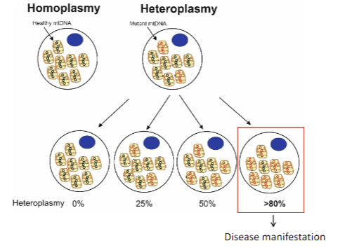 <p><strong>Heteroplasmy</strong> refers to the presence of a mixture of normal and mutated mitochondrial DNA within a cell.</p><p>The <strong>levels of heteroplasmy</strong> (ratio of normal to mutated mtDNA) determine the <strong>severity</strong> and <strong>manifestation</strong> of mitochondrial diseases.</p>