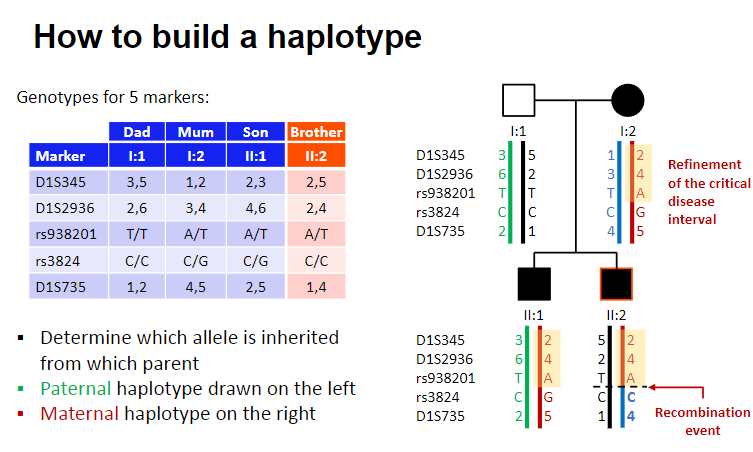 <p><strong>Determine</strong> which allele is inherited from each parent.</p><p><strong>Paternal haplotype</strong> is drawn on the <strong>left</strong>.</p><p><strong>Maternal haplotype</strong> is drawn on the <strong>right</strong>.</p>