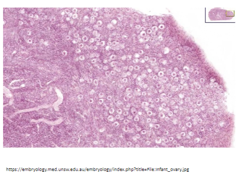 <p>Primary oocytes are located in the <strong>outer layer</strong> of the ovary, known as the <strong>cortex</strong>.</p><p>This outer region contains the ovarian follicles, each of which houses a primary oocyte.</p>