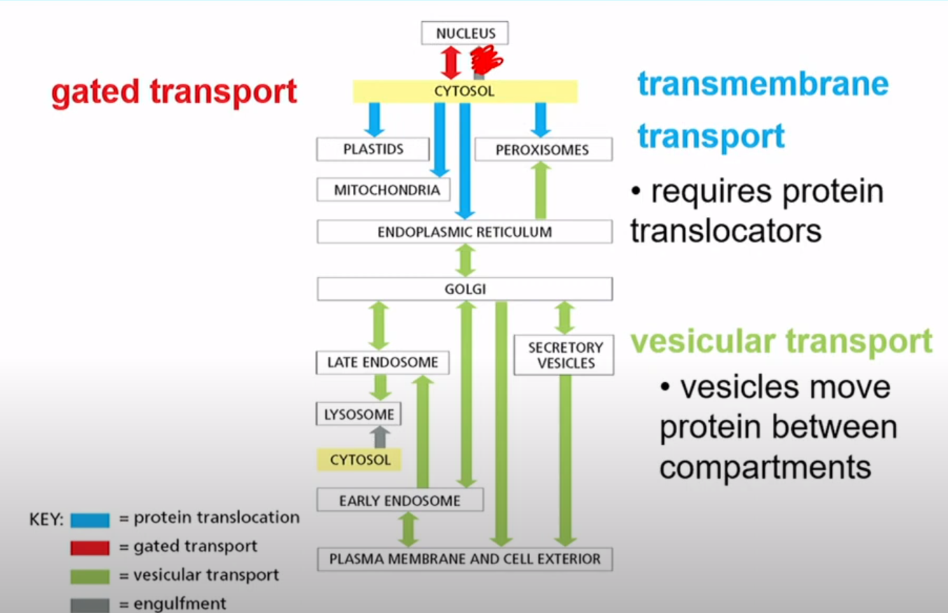 <p>Gated Transport</p><p>Transmembrane Transport</p><p>Vesicular Transport</p>