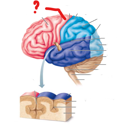 <p>name the broddman's area</p>