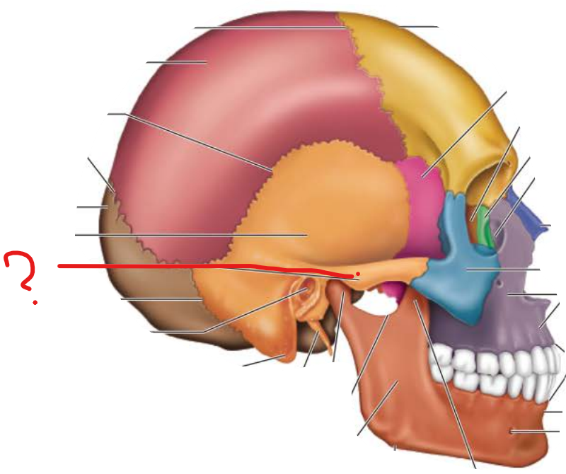 <p>Zygomatic Process</p>