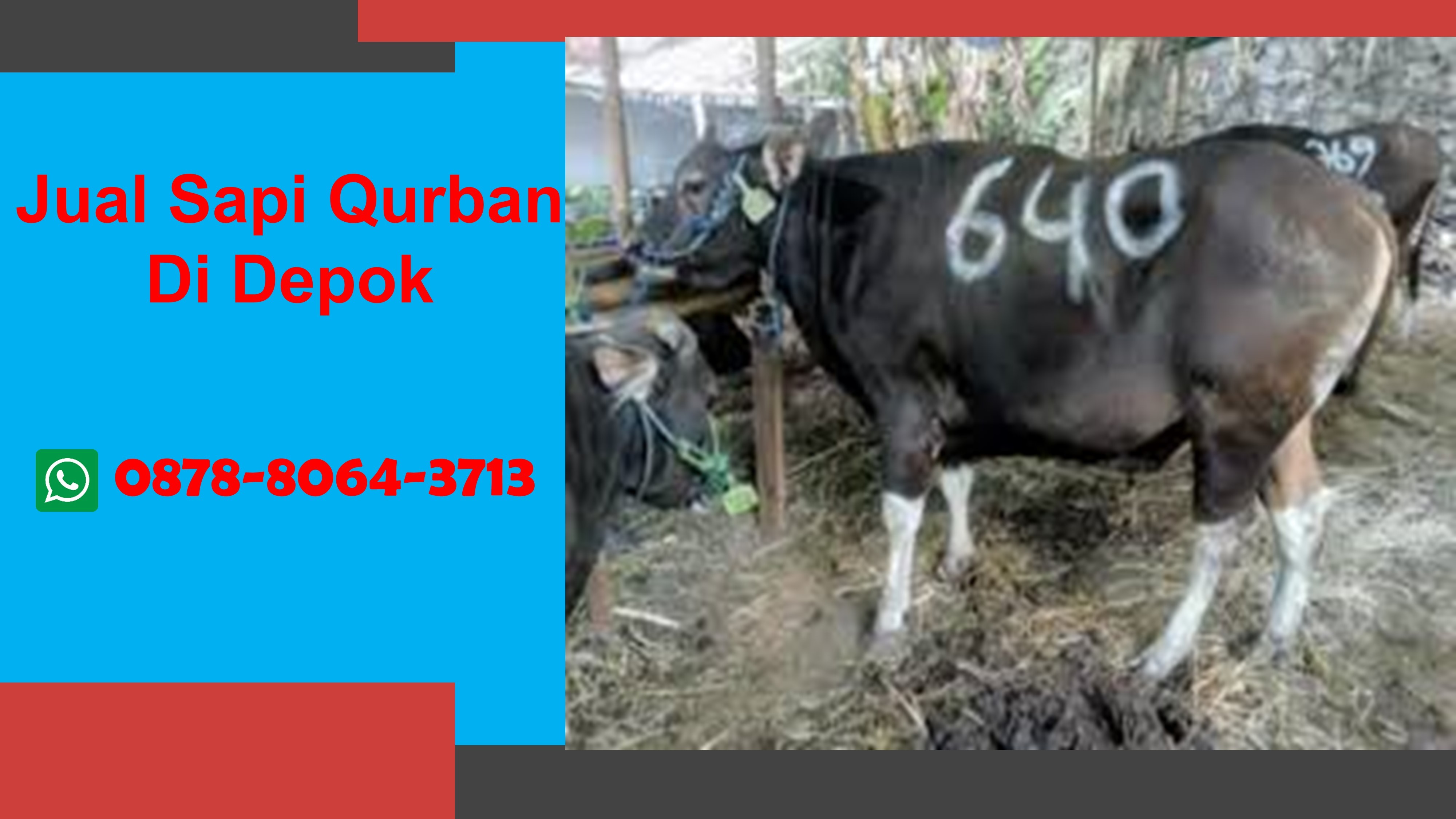 WA 0878-8064-3713, Tempat Pedagang Sapi Qurban Pondok Jaya Kota Depok
