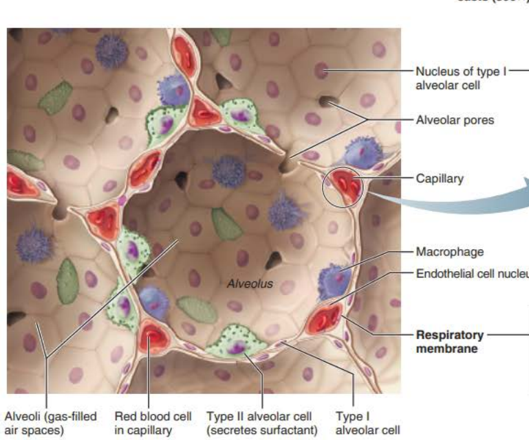 <p>squamous epithelial </p><p>walls</p>