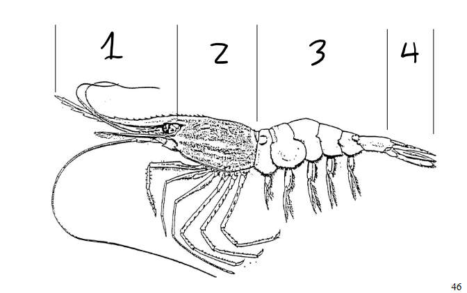 <p>What are the 4 sections of a prawn</p>