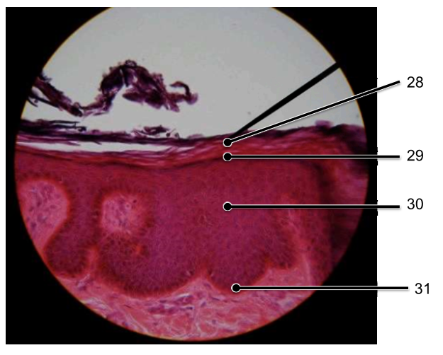 <p>Identify layers of the epidermis in this thin skin</p>