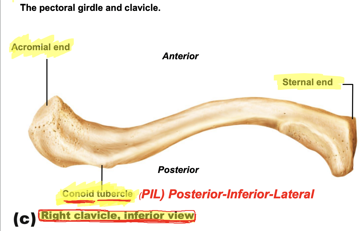 <p>parts of the clavicle </p>