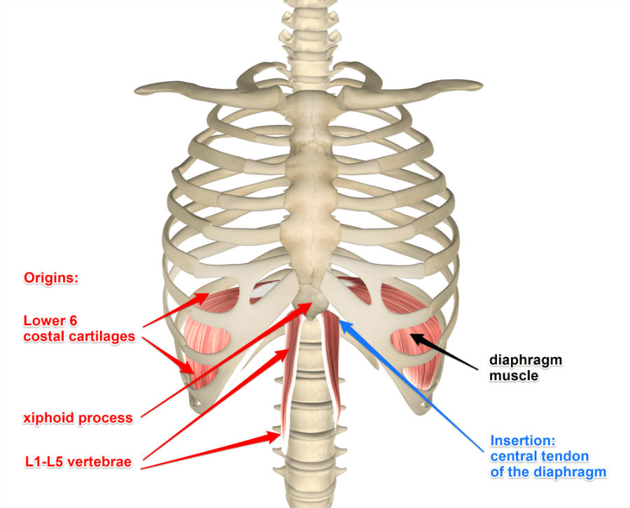 <p>The muscular part of the diaphragm attaches peripherally to the sternum, the lower 6 ribs and their costal cartilages, and the L1-L3 vertebral bodies.</p>