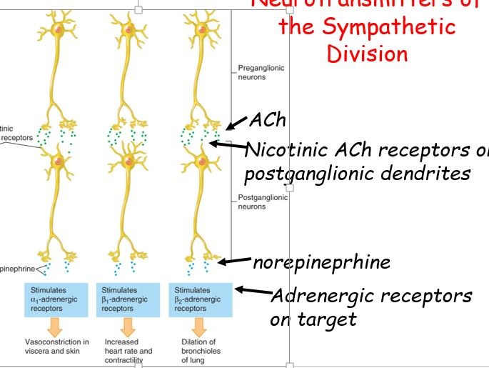 <p><em>Preganglionic neuron –cholinergic -&gt; release ?</em></p><p><em>-&gt;binds nicotinic Ach receptors on postganglionic neurons</em></p><p><em>excitatory!</em></p><p></p><p><em>Postganglionic neuron – adrenergic neurons</em></p><p><em>usually release ?</em></p><p><em>excitatory or inhibitory depending on type of adrenergic receptor it binds on target</em></p>