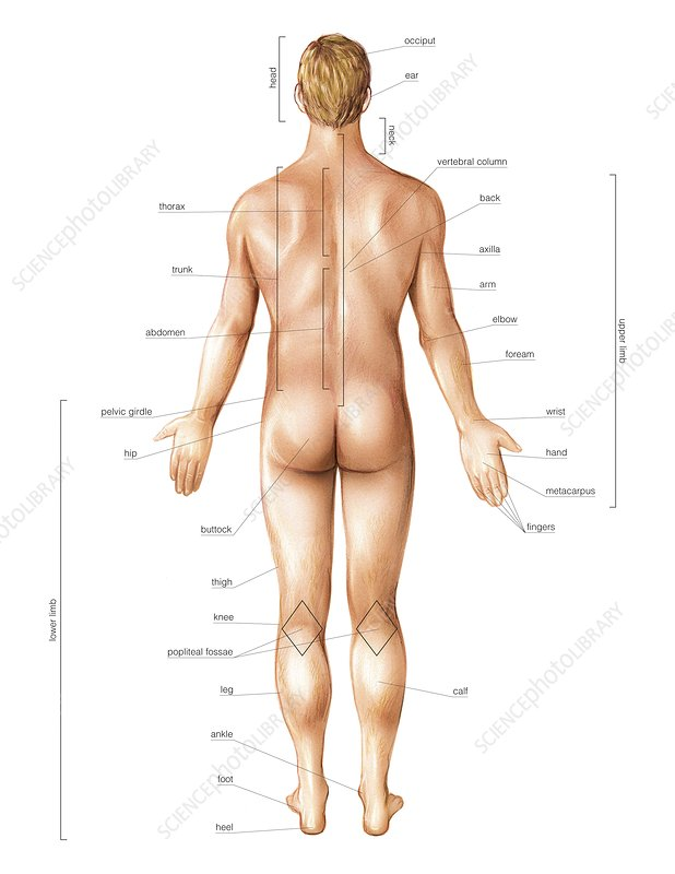 <p><u>Superficial (External):</u></p><p>Toward or at the body surface.</p><p>Example: The skin is superficial to muscles.</p>