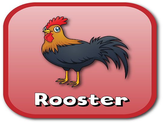 rooster