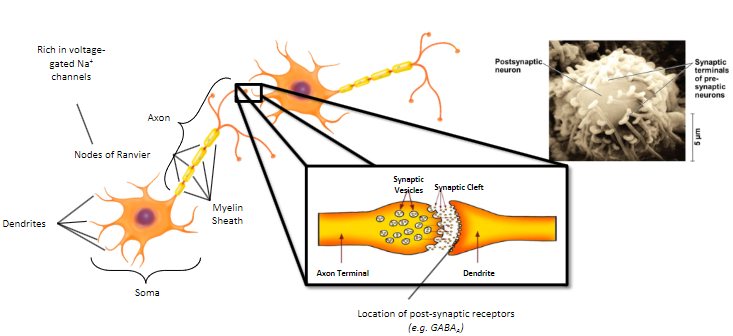 <p>Neurotransmission is the fundamental process that drives information transfer between neurons and their targets.</p>