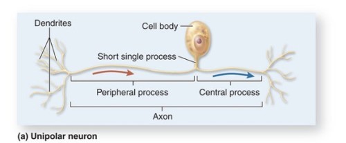 • Single process that divides in two
• Most sensory neurons
• Cell body in ganglia
