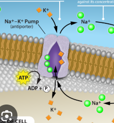 <p>What is Primary (1°) Active Transport?</p>