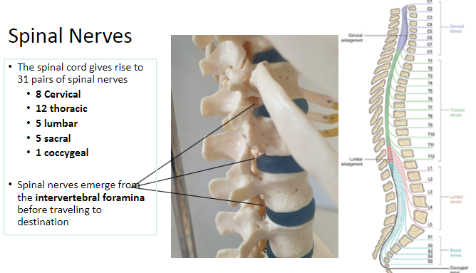 <p>Spinal nerves emerge from the <strong>intervertebral foramina</strong> before traveling to their destination.</p>