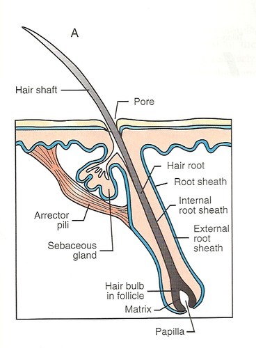 A small tubular cavity in skin containing the root of a hair and is attached to oil glands.