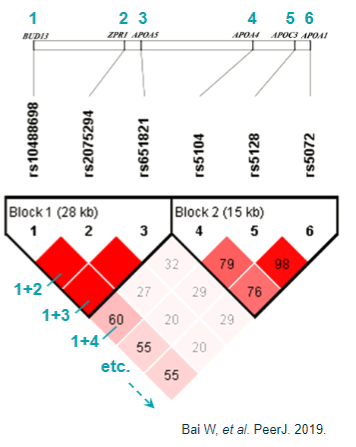 <p><strong>Linkage disequilibrium (LD)</strong>: Makes it challenging to distinguish the causal variant due to LD's influence by multiple factors beyond recombination.</p><p><strong>Haplotype blocks</strong>: May not always provide reliable fine-mapping of complex traits because they can be influenced by various factors.</p><p><strong>Non-coding SNPs</strong>: 90% of GWAS SNPs are located in non-coding or intergenic regions, complicating the identification of causal genes.</p><p><strong>Regulatory elements</strong>: SNPs might be located in regulatory regions (e.g., promoters, enhancers, transcription factor binding sites), not directly in coding regions.</p><p><strong>Long-range effects</strong>: The lead SNP may affect genes at a distance via mechanisms like <strong>Topologically Associating Domains (TADs)</strong>, which complicates pinpointing the affected gene(s).</p>