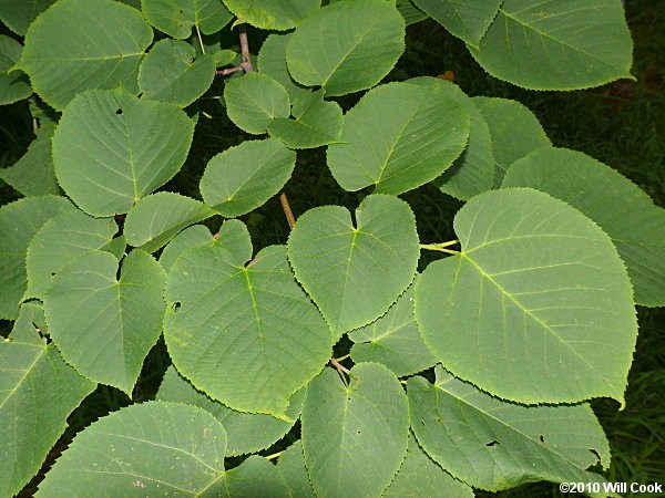 <p><em>Tilia americana </em>var.<em> americana</em></p><p>simple/alternate</p>