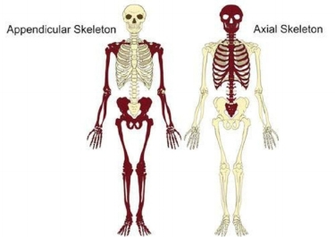 <p><u>♬♪ Regional Terms:</u></p><p>Names of specific body areas.</p><p><strong>Body Divisions:</strong></p><p>Axial Region</p><p>Appendicular Region</p>