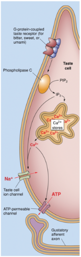 <p>Bitter tastants bind to T2R, which is coupled to the G-protein Gq.</p><p>This stimulates the enzyme phospholipase C (PLC), leading to the production of inositol triphosphate (IP3).</p><p>IP3 activates a special type of Na+ ion channel and releases Ca2+ from intracellular storage sites.</p><p>Both actions depolarize the taste cell, eliciting the release of ATP and activating gustatory afferents.</p>