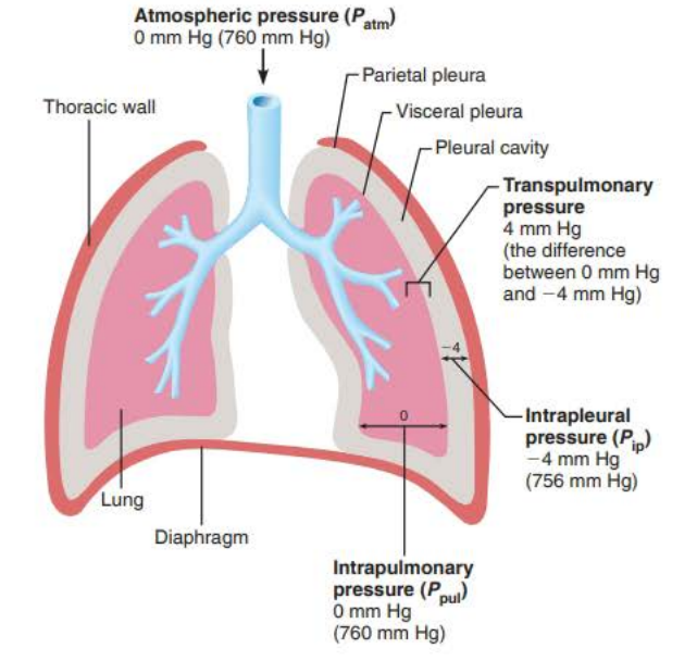 <p>Intrapleural Pressure</p><p>pleural cavity</p><p>4mg Hg </p><p>intrapulmonary pressure</p><p>756 mm Hg</p>