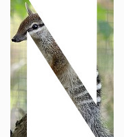 <p>numbat</p>