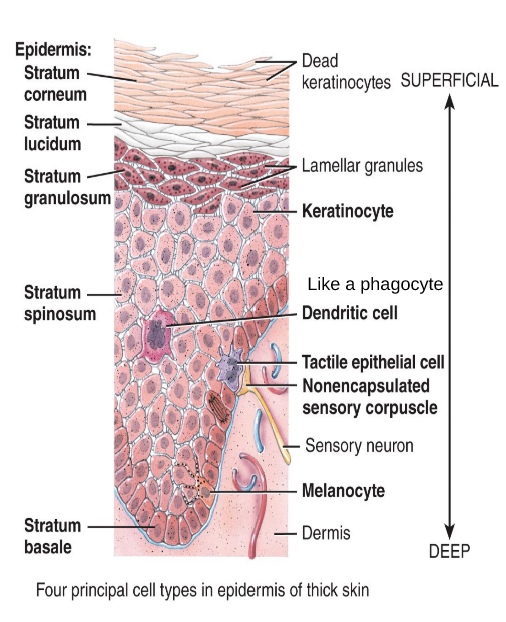 <p>1. Stratum basale (stratum germinativum) 2. Stratum spinosum 3. Stratum granolusom 4. Stratum lucidum 5. Stratum corneum</p>