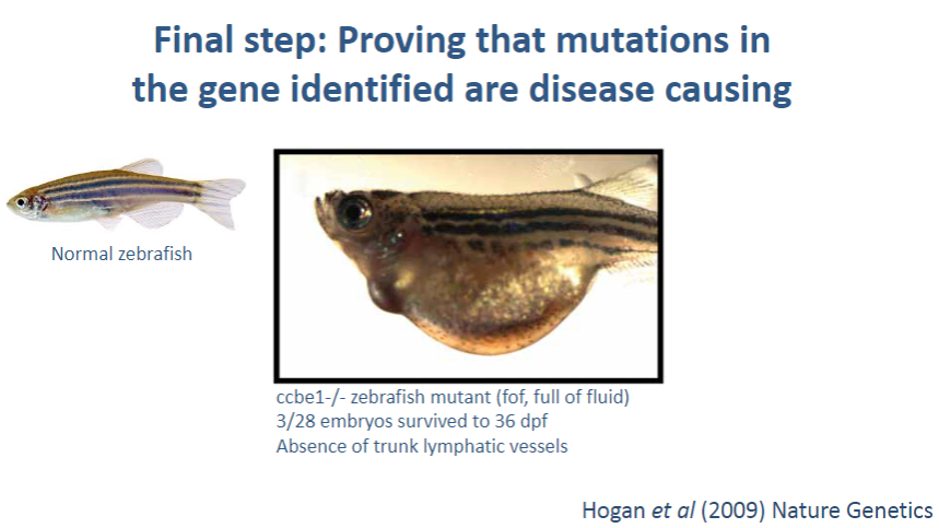 <p><strong>Using in silico, in vitro, and in vivo tools</strong>: These methods are used to validate that a mutation in a gene is actually responsible for the disease.</p>