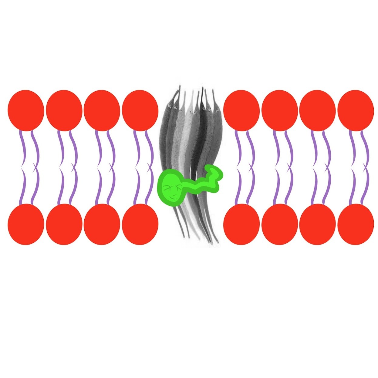 <p>Retinal</p>