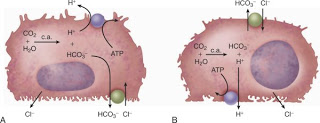 <p>❀ Intercalated cells are specialized cells found in the renal tubules, particularly the collecting ducts, involved in acid-base regulation by secreting hydrogen ions (H+) and reabsorbing bicarbonate ions (HCO3-).</p>